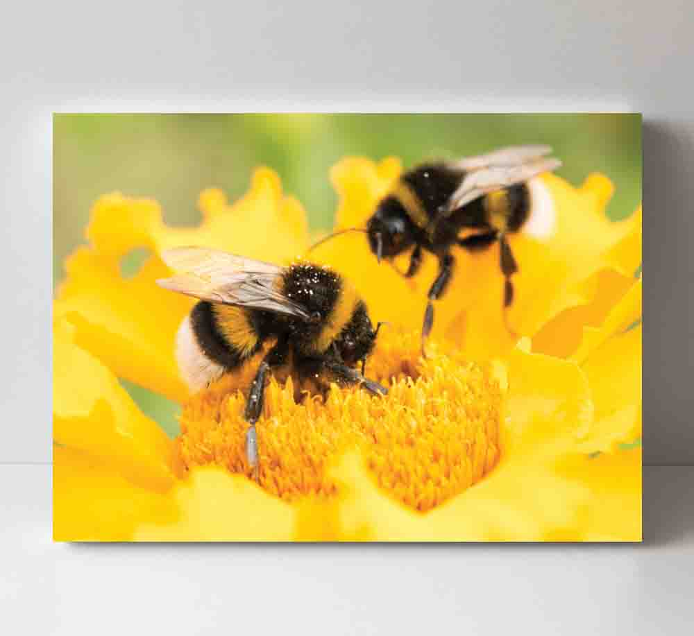 Featured image for “Bees”