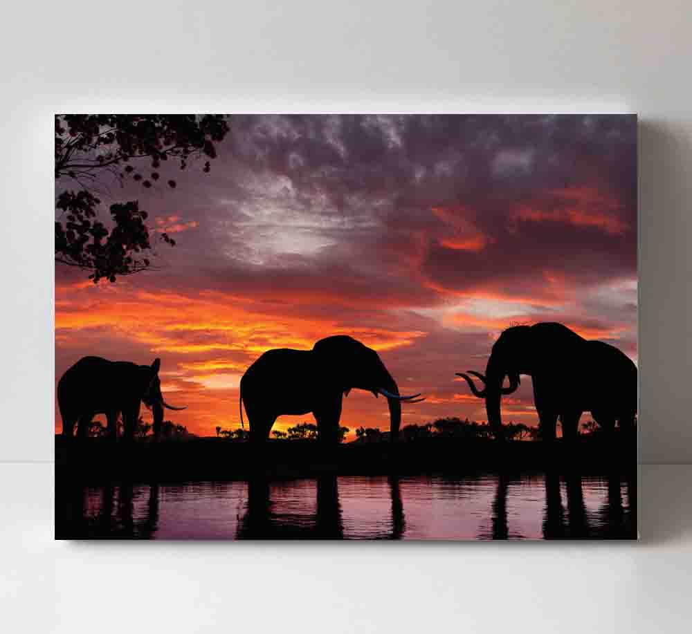 Featured image for “Elephants”