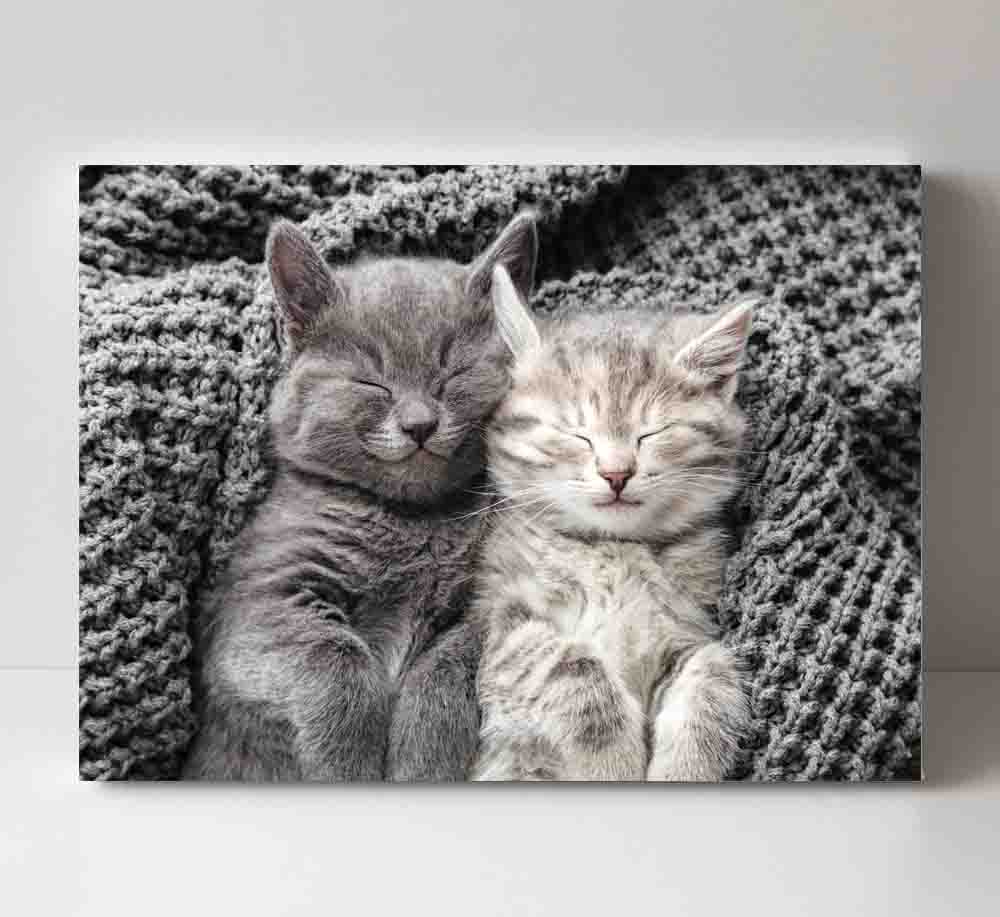 Featured image for “Kittens”