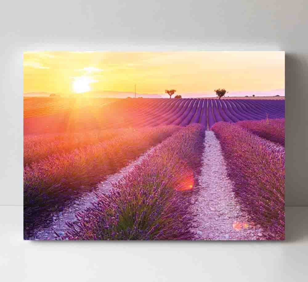 Featured image for “Lavender Field”