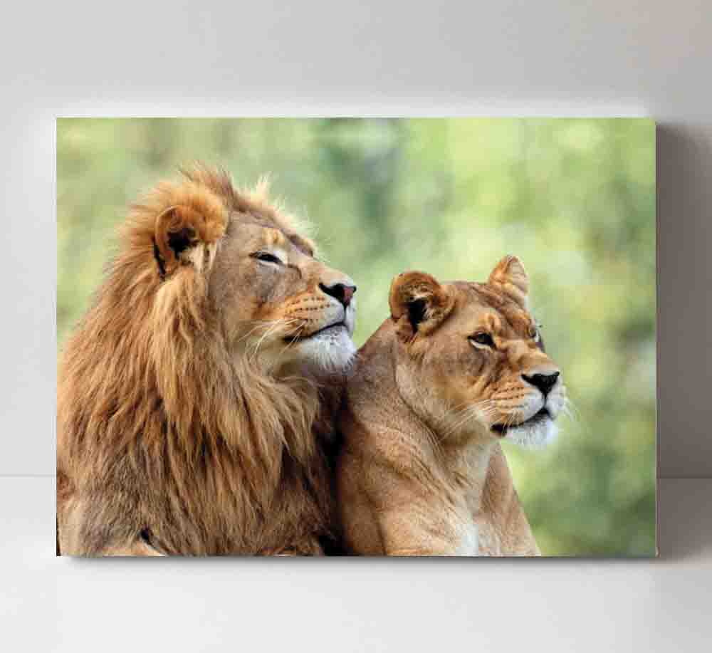 Featured image for “Lions”