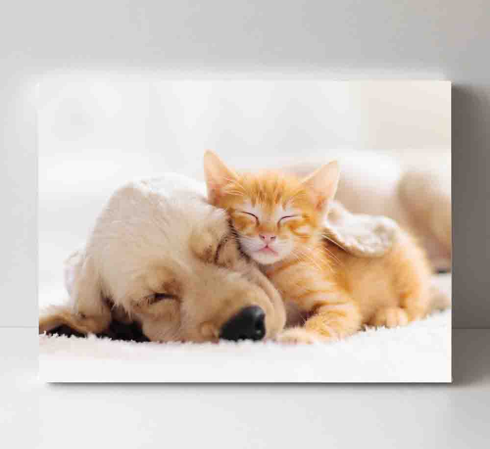 Featured image for “Sleeping Puppy & Kitten”
